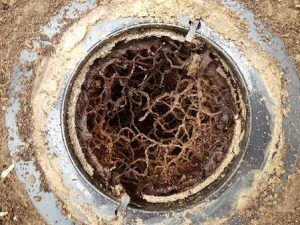 Inspection Termite ALT5