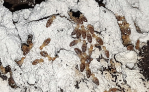 termite Donvale