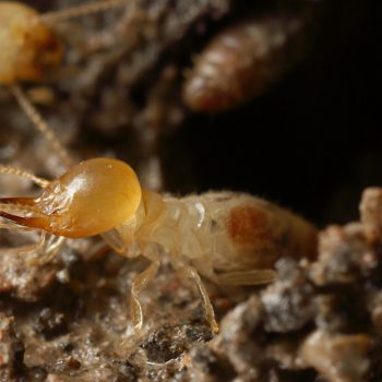 broadford termites