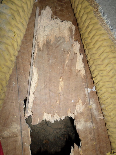 Cost Termite Inspection Melbourne ALT1