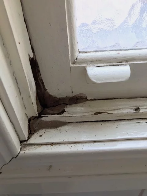 damage termite control