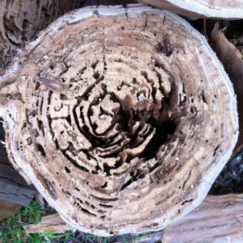 termite specialist - termites causing tree fall