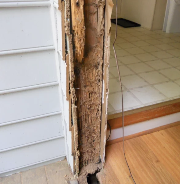 Damaged wood from termites