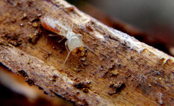 Melbourne Termite Risk Management
