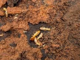 Porotermes adamsoni