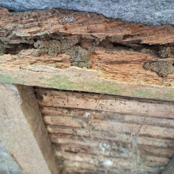 Where Are Termites Most Active Around a House