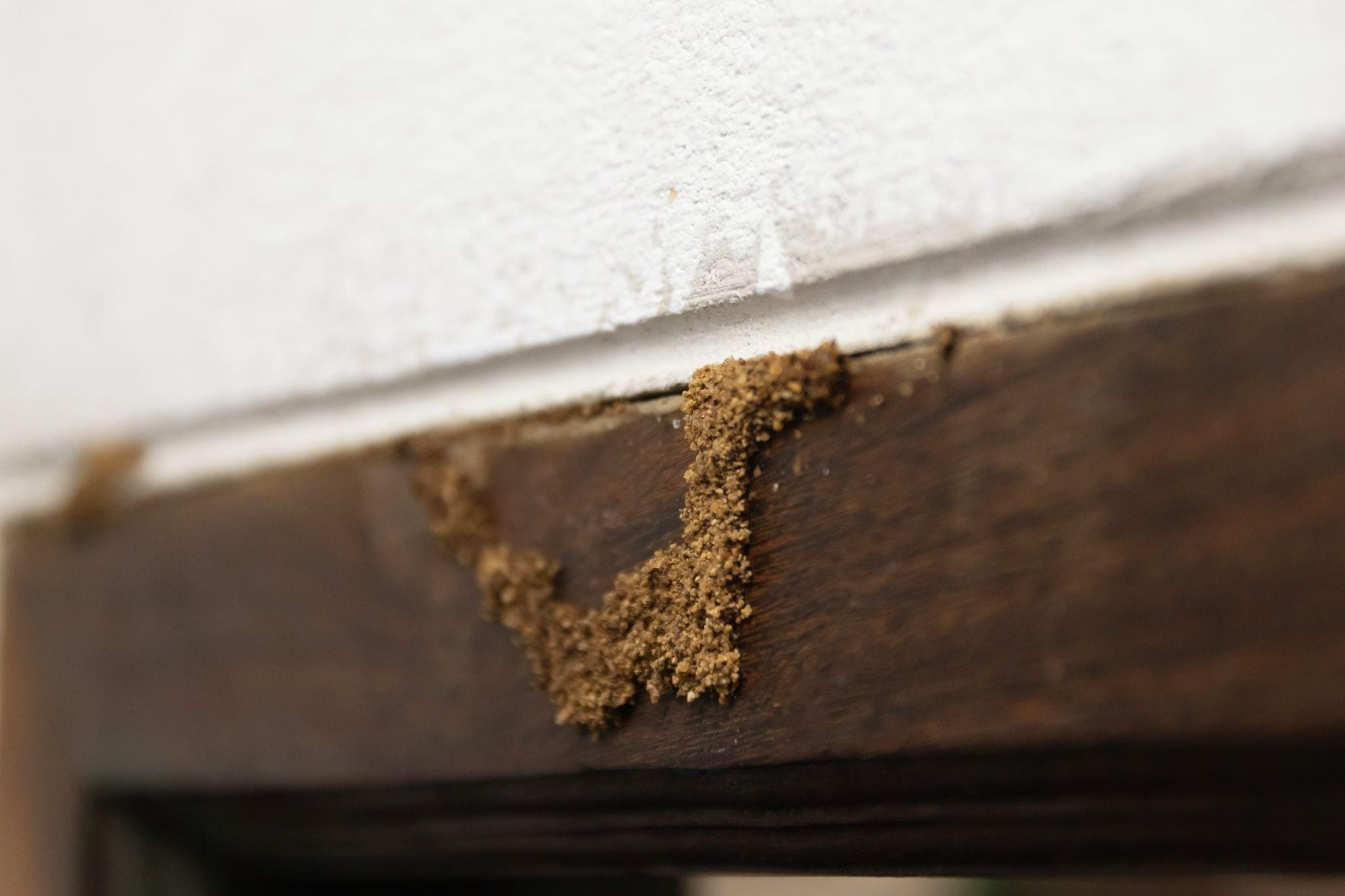 Does Every Home Need a Yearly Termite Inspection Does Every Home Need a Yearly Termite Inspection