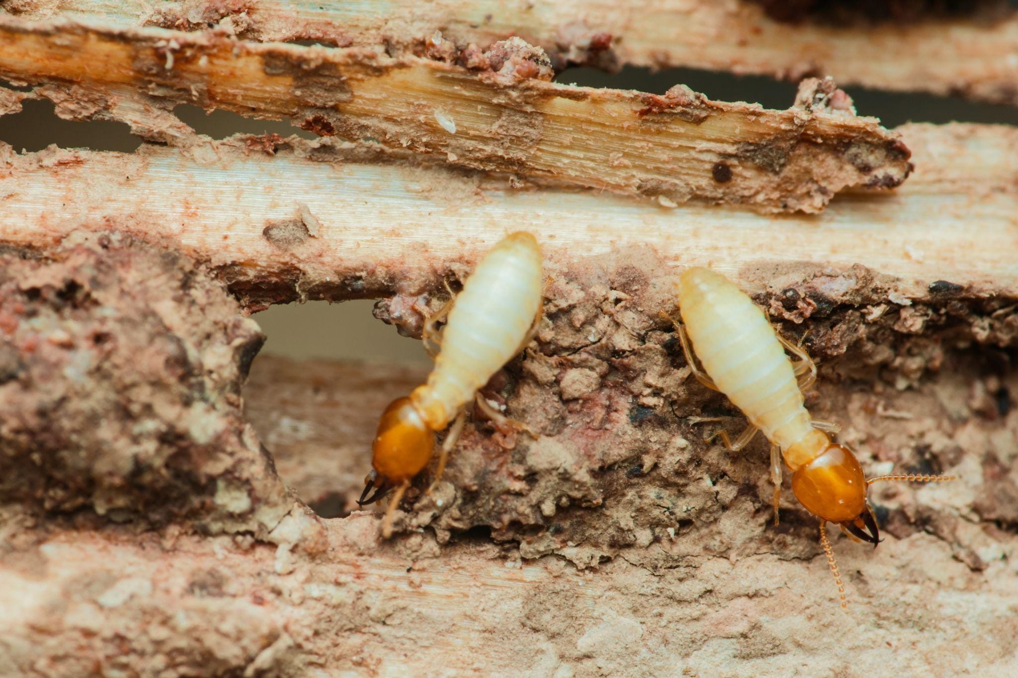 Why Are Annual Termite Inspections Important Why Are Annual Termite Inspections Important